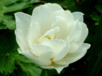 Tulipa Mount Tacoma (5 Stk.)
