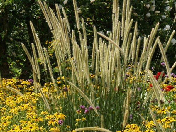 Pennistetum macrourum White Feather