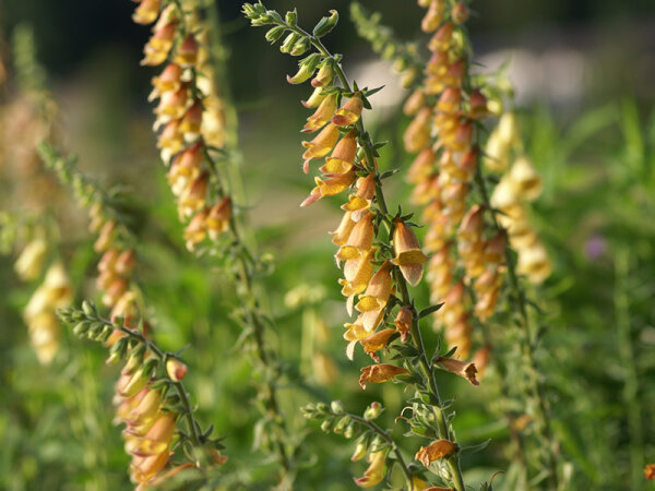Digitalis laevigata
