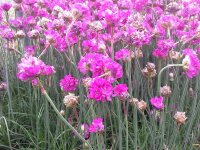 Armeria maritima Düsseldorfer Stolz