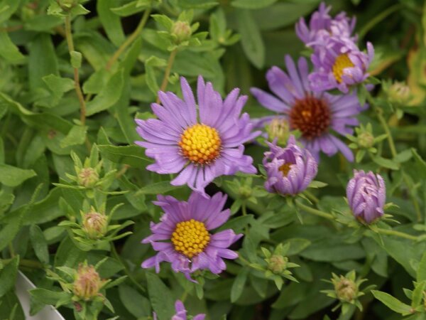 Aster oblongifolius October Skies
