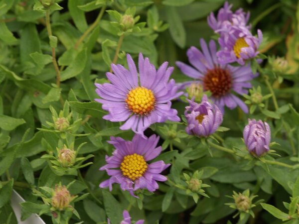 Aster (Symphyotrichum) oblongifolius October Skies