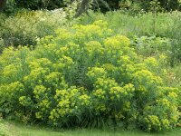 Euphorbia schillingii