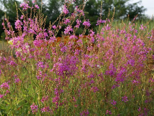 Lythrum virgatum Swirl