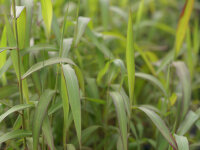 Spodiopogon sibiricus West Lake