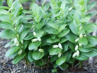 Polygonatum humile