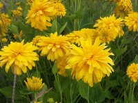Rudbeckia laciniata Goldquelle