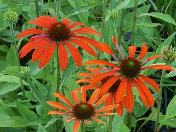 Echinacea Julia® P1