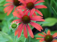 Echinacea Julia&reg; P1