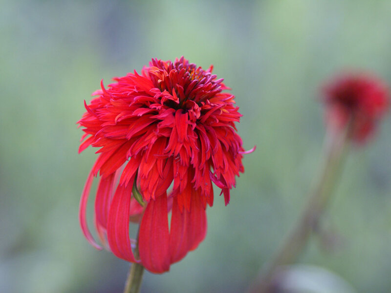 Echinacea Hot Papaya P1
