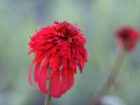 Echinacea Hot Papaya P1