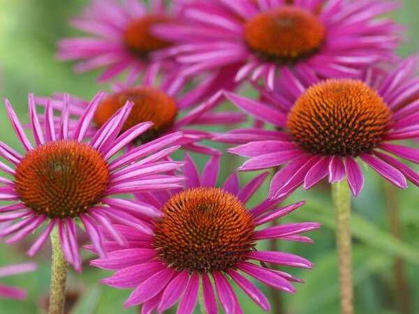 Echinacea Pica Bella® P1