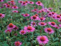 Echinacea Pica Bella® P1