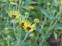 Rudbeckia subtomentosa Little Henry