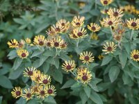 Rudbeckia subtomentosa Little Henry