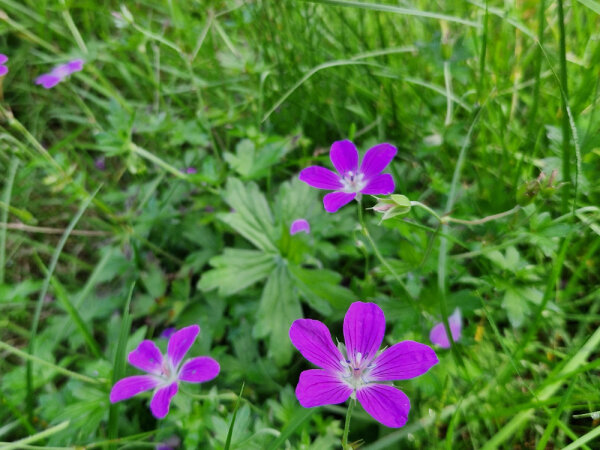 Geranium palustre