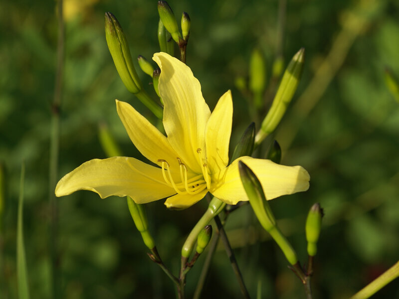Hemerocallis thunbergii