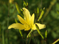 Hemerocallis thunbergii