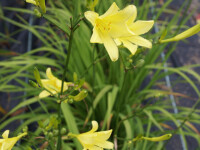 Hemerocallis thunbergii
