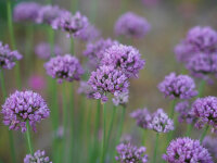 Allium angulosum