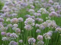 Allium angulosum