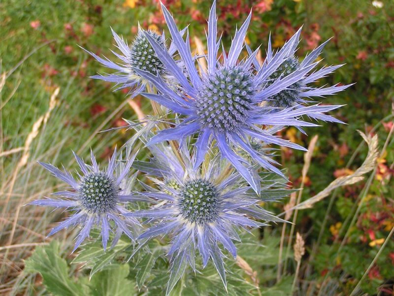 Eryngium amethystinum