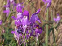 Linaria triornithophora