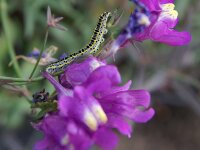 Linaria triornithophora
