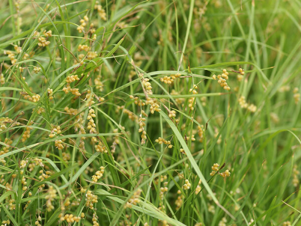 Carex aurea