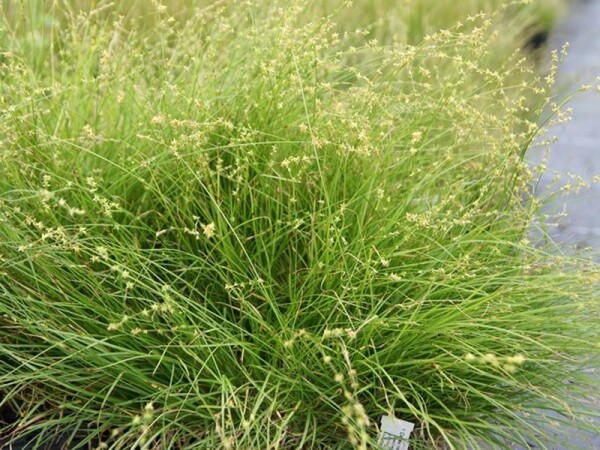 Carex rosea