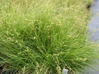 Carex rosea