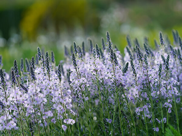 Veronica gentianoides Maihimmel