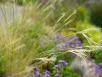 Stipa capillata