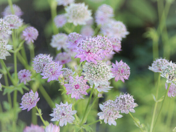 Astrantia major Florence ®