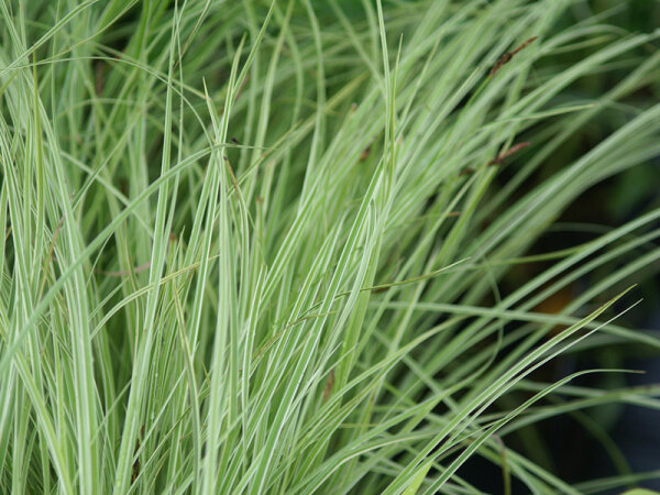 Carex montana  Raureif (S)