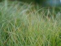 Carex montana  Raureif (S)