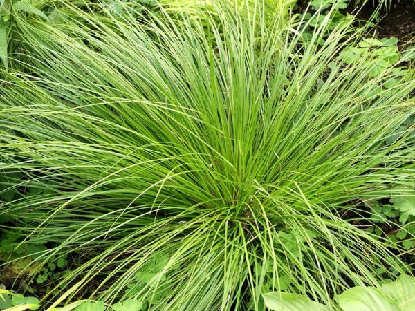 Carex spec. ‘Kyoto’