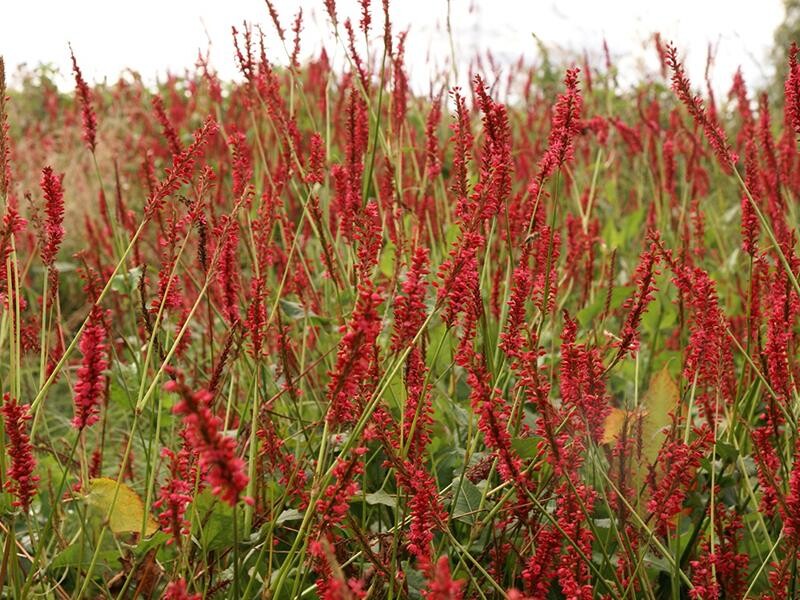 Bistorta (Persicaria) amplexicaulis Speciosa
