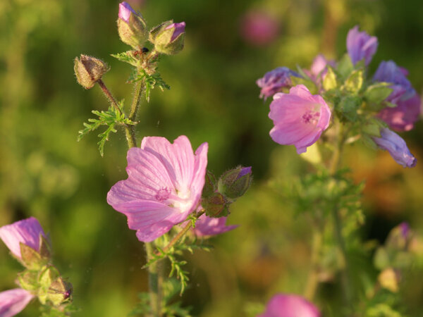 Malva moschata