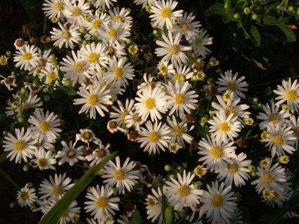 Aster ageratoides Starshine ®