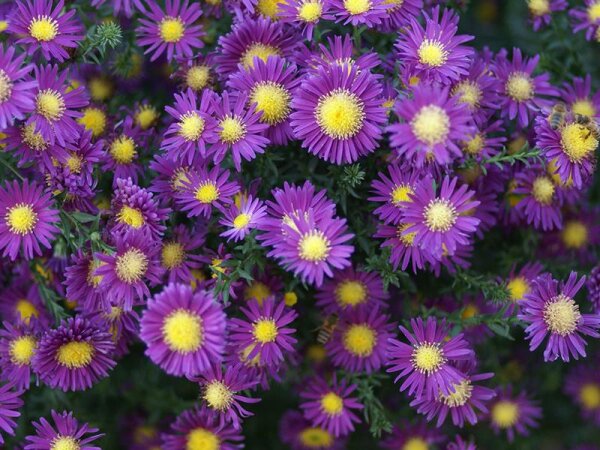 Aster (Symphyotrichum) novi-belgii Purpurstern