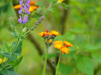 Hieracium aurantiacum