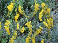 Solidago shortii Solar Cascade