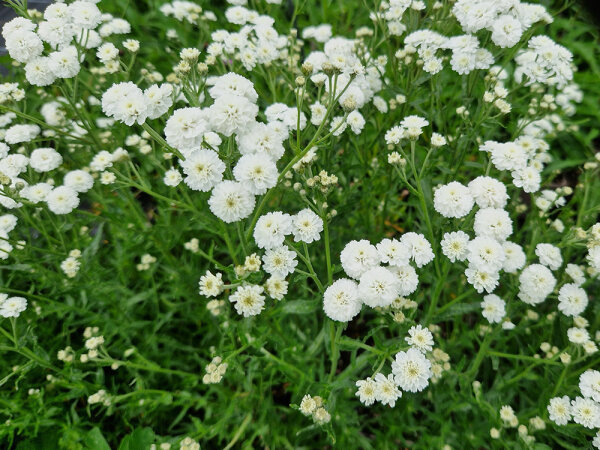 Achillea salicifolia (cartilaginea) Silver Spray