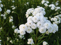 Achillea ptarmica The Pearl