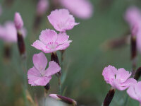 Dianthus gratianopolitanus Nordstjernen