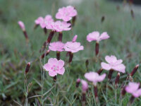 Dianthus gratianopolitanus Nordstjernen