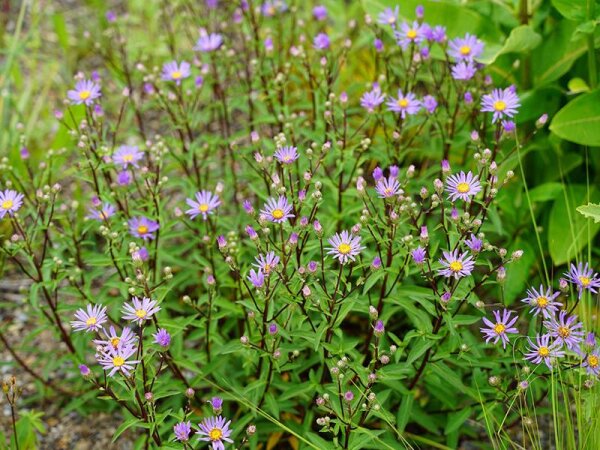 Aster (Eurybia) radula August Sky