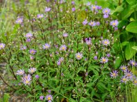 Aster radula August Sky