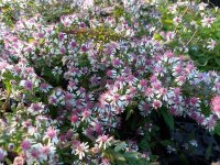 Aster (Symphyotrichum) lateriflorus var. horizontalis